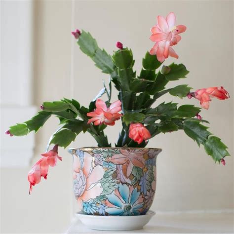 lowes christmas cactus|christmas cactus sale home depot.